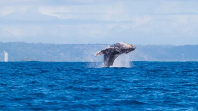Ilhéus comemora avistamento histórico de baleias-jubarte