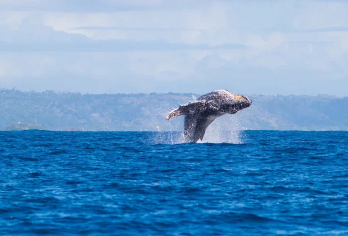 Ilhéus comemora avistamento histórico de baleias-jubarte