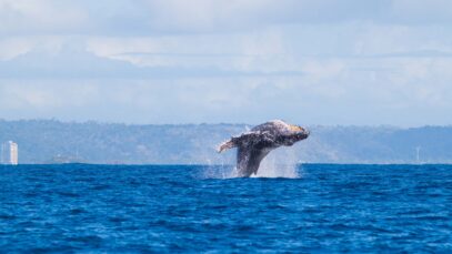 Quer observar as baleias? Ilhéus é o lugar ideal para aproveitar a temporada