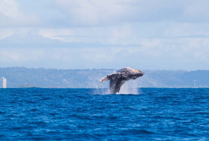 Quer observar as baleias? Ilhéus é o lugar ideal para aproveitar a temporada