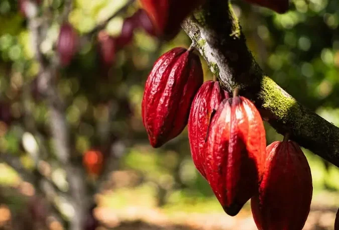 Visita a Fazenda de Cacau